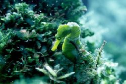 If you look closely you can see the small fry all around.... by Michael Odonnell 